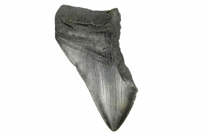 Partial, Fossil Megalodon Tooth - South Carolina #172218